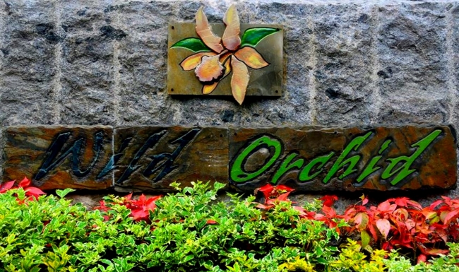 WILD ORCHID